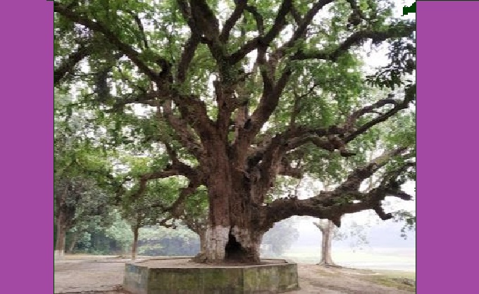 ফুলদীর তেঁতুল গাছটি